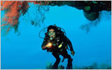 Travel Agencies / Operators